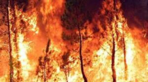 Fiamme sul Gargano: Incendio Devasta l'Area Naturalistica di Sfinale tra Peschici e Vieste