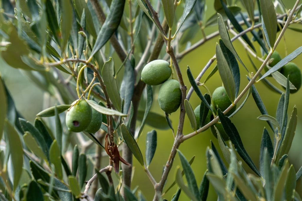 Deputata Mariangela Matera e senatrice Anna Maria Fallucchi parlano di fondi per l'olivicoltura in Puglia.