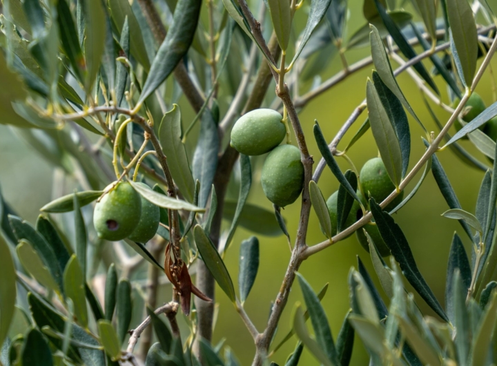 Deputata Mariangela Matera e senatrice Anna Maria Fallucchi parlano di fondi per l'olivicoltura in Puglia.