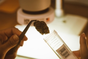 Cane antidroga della polizia penitenziaria annusa caramelle al THC in carcere a Foggia.