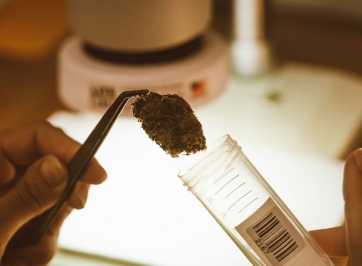 Cane antidroga della polizia penitenziaria annusa caramelle al THC in carcere a Foggia.