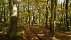 Elicottero dell'Aeronautica Militare sorvola la Foresta Umbra durante le ricerche di un uomo.