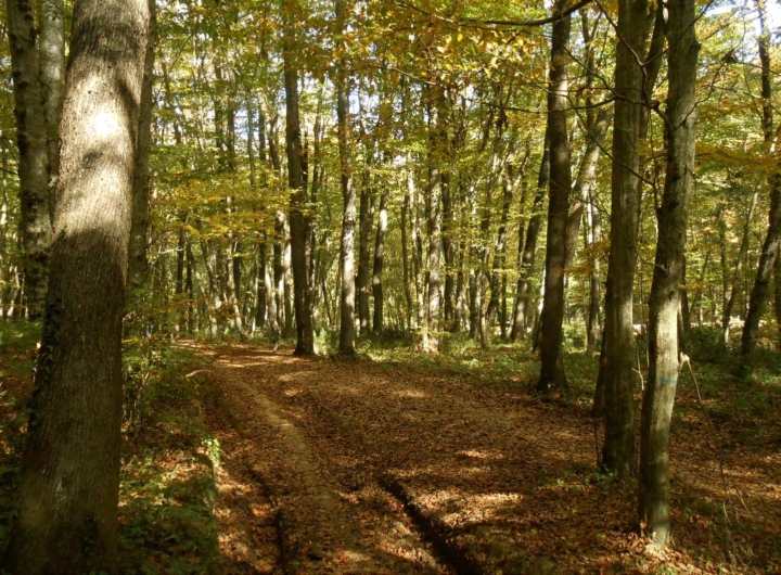 Elicottero dell'Aeronautica Militare sorvola la Foresta Umbra durante le ricerche di un uomo.