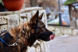 Cane antidroga della Guardia di Finanza in azione durante un controllo a Foggia.