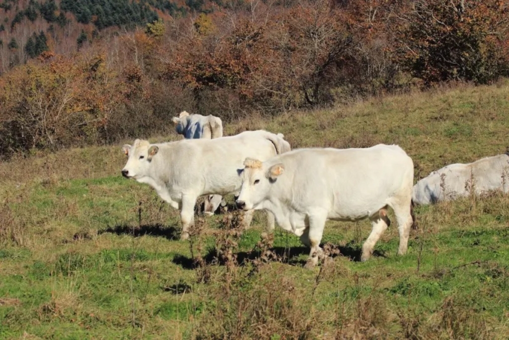 Prelievi di sangue su animali per il carbonchio ematico nel Gargano.