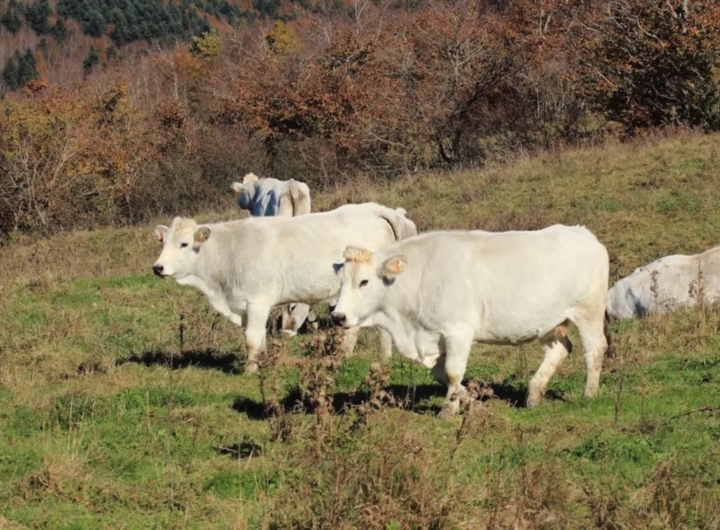 Prelievi di sangue su animali per il carbonchio ematico nel Gargano.