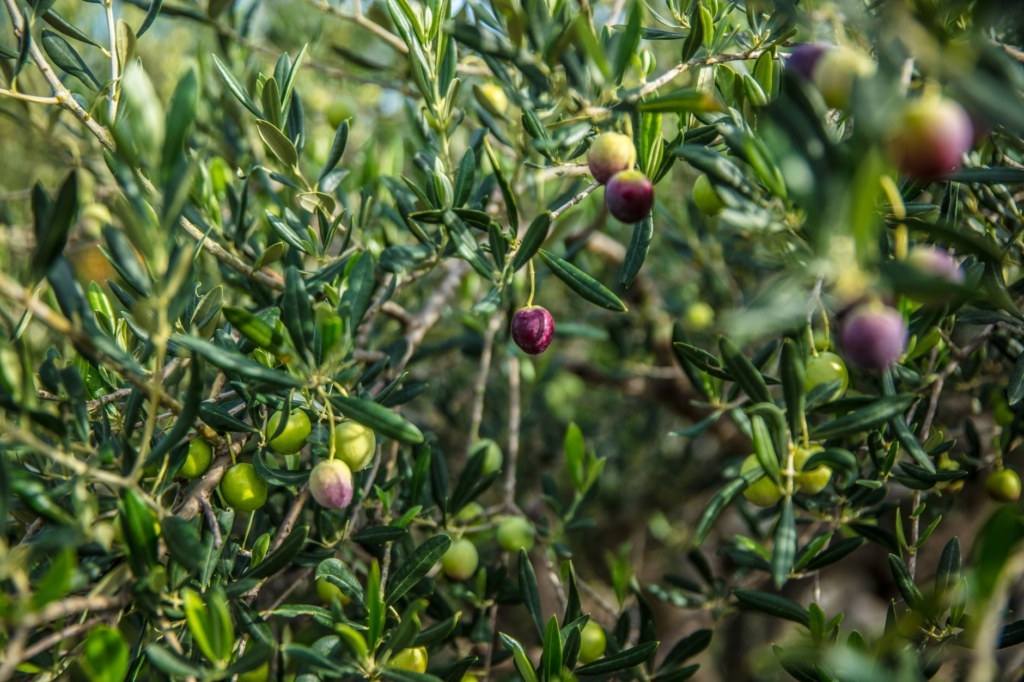 Oleifici del Gargano riaprono, carburante sbloccato per gli agricoltori locali.