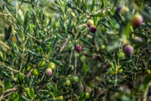 Oleifici del Gargano riaprono, carburante sbloccato per gli agricoltori locali.