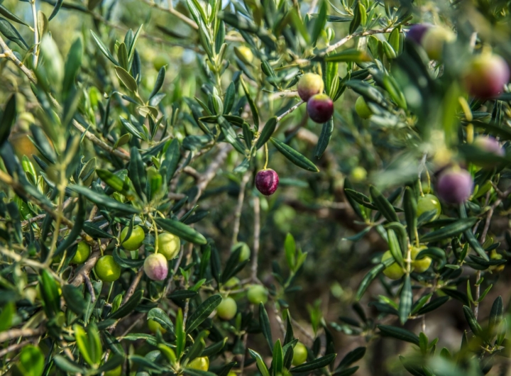 Oleifici del Gargano riaprono, carburante sbloccato per gli agricoltori locali.