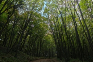 Elicottero dell'Aeronautica Militare sorvola la Foresta Umbra durante le ricerche di un uomo.