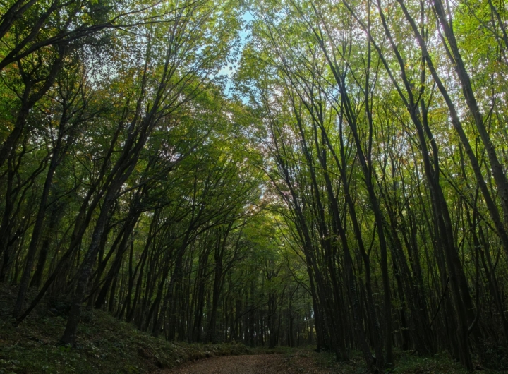 Elicottero dell'Aeronautica Militare sorvola la Foresta Umbra durante le ricerche di un uomo.