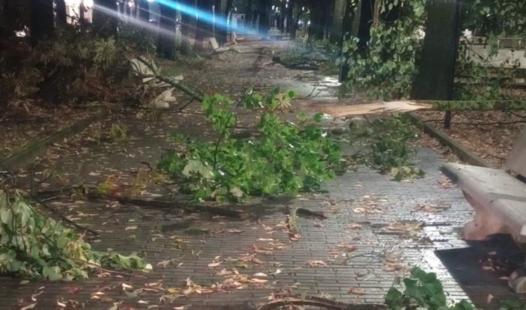 Immagine di alberi sradicati e detriti dopo il passaggio di una tromba d'aria a Vico del Gargano.
