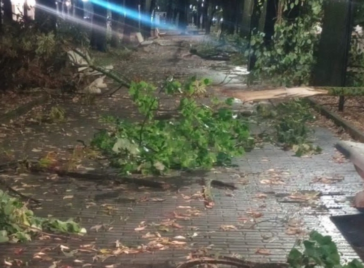 Immagine di alberi sradicati e detriti dopo il passaggio di una tromba d'aria a Vico del Gargano.