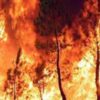 Fiamme sul Gargano: Incendio Devasta l'Area Naturalistica di Sfinale tra Peschici e Vieste