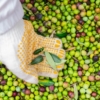 Centocinquanta trattori in corteo su una strada pugliese, protesta agricola.
